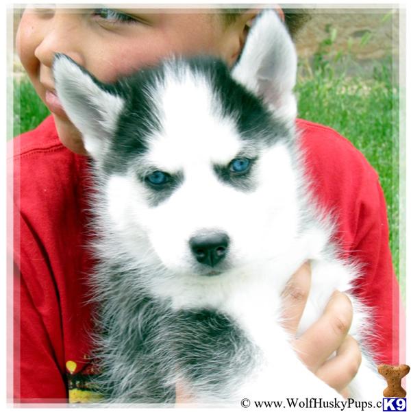 Puppies in NV